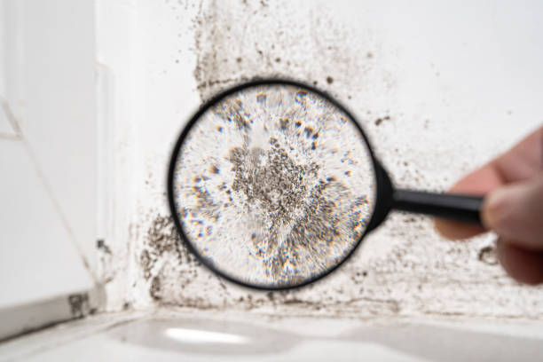 Professional Mold Removal in Springtown, TX